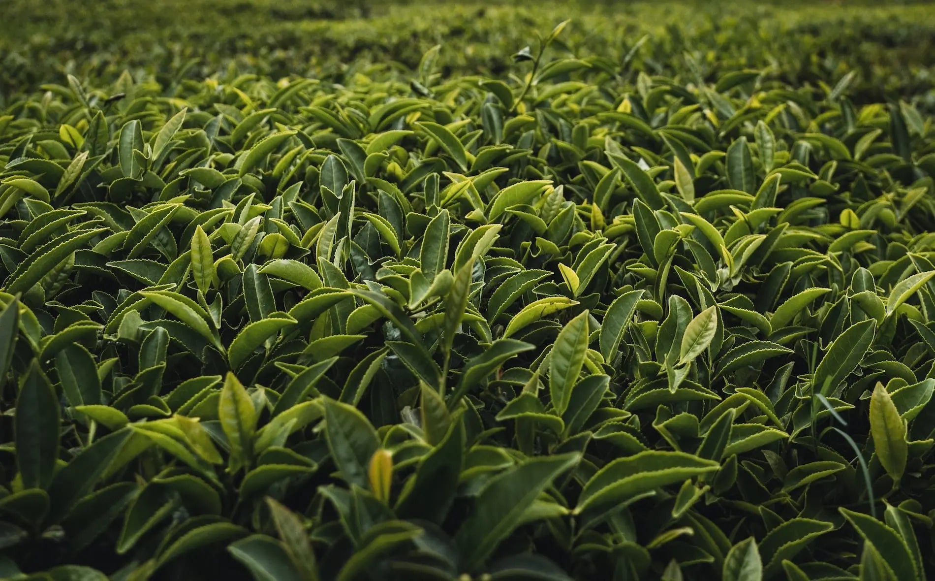 TEAMOND_Tee_Bio_Tea_Online_Shop