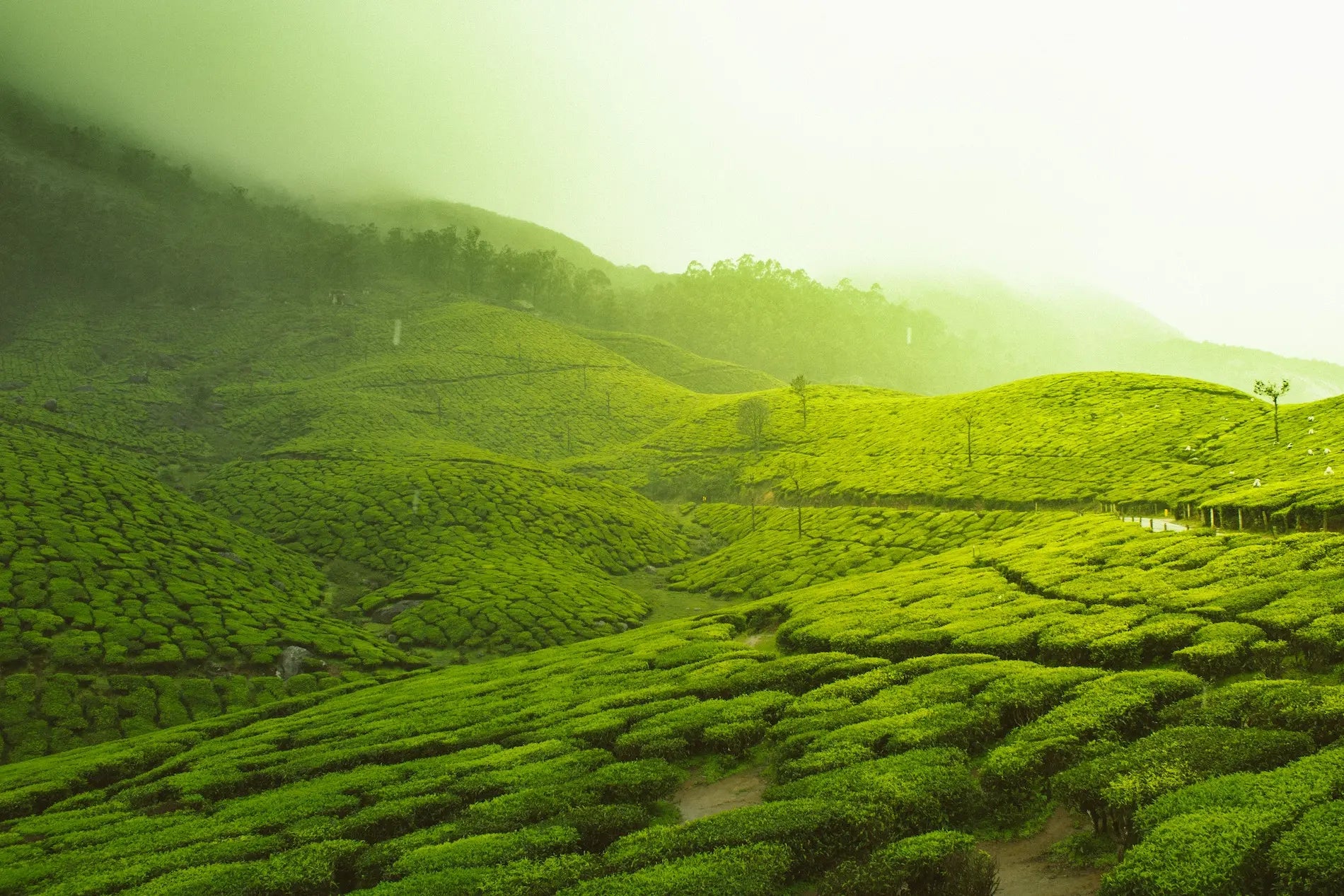 TEAMOND_Tee_Bio_Tea_Online_Shop
